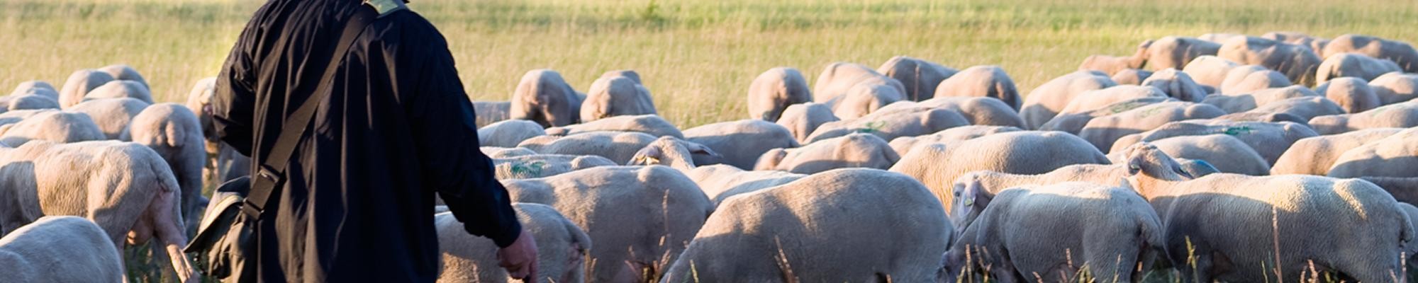 Schäfer mit seiner Schafherde auf der Wacholderheide